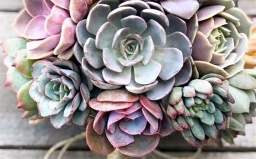 生肖鼠的福报运势解析与提升方法